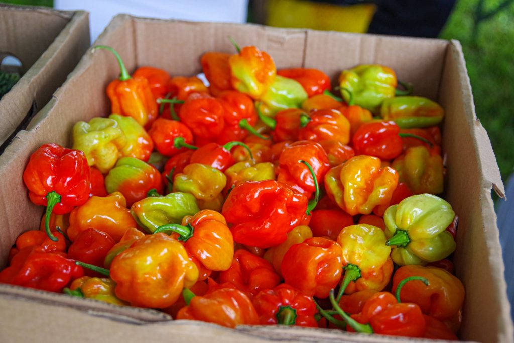 HABANERO CHILL FRESH FIELD MANYATTA